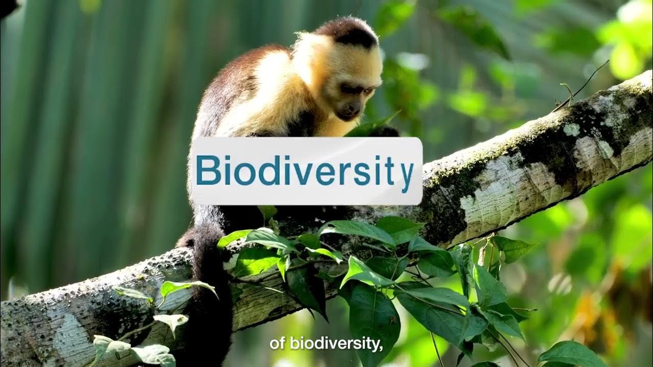 IPBES's tweet card. IPBES Nexus Assessment Report Teaser Video