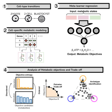 CellSystemsCP's tweet card. How do cells balance competing metabolic needs? This study introduces SCOOTI, a tool to infer objectives and trade-offs in cellular metabolism using machine learning and modeling. SCOOTI revealed...