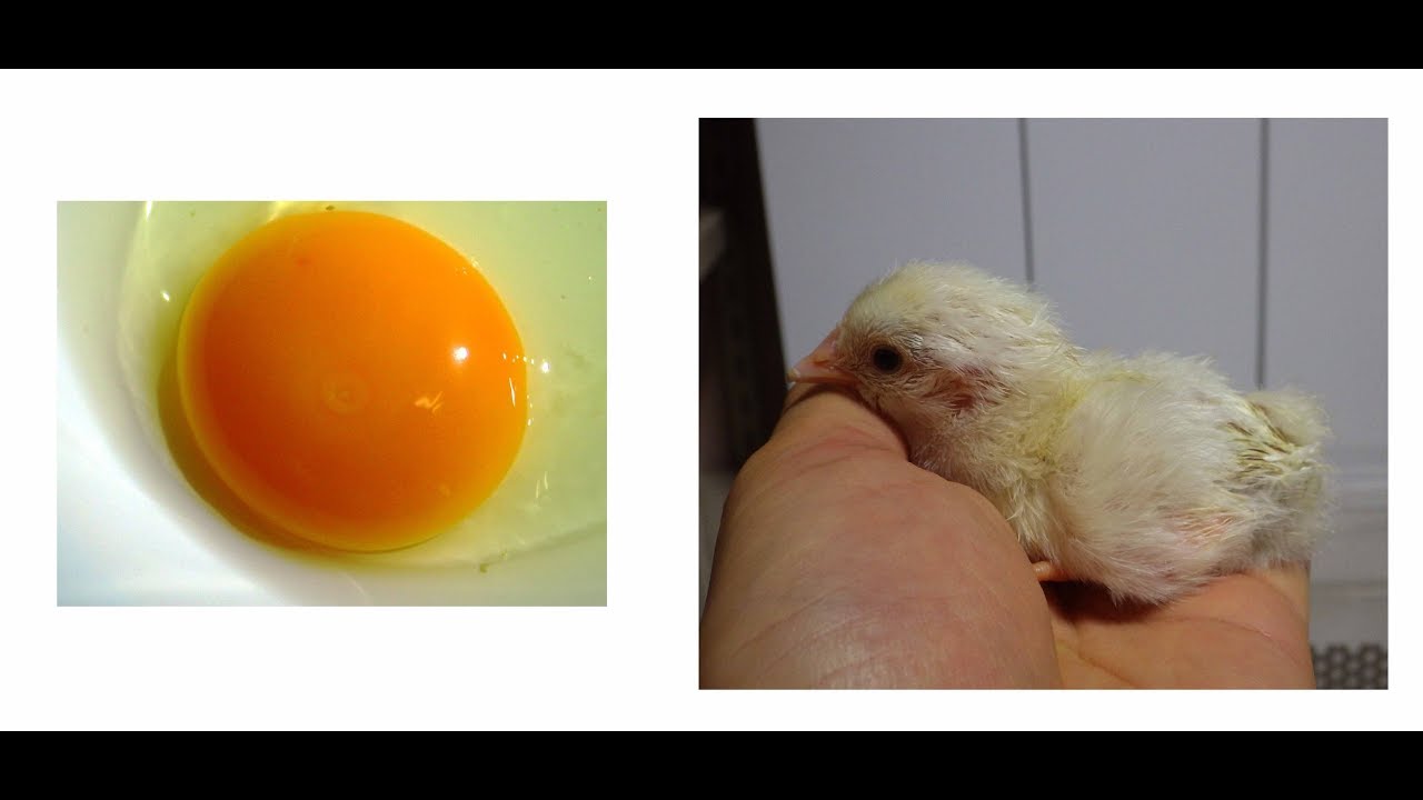 kevinsimler's tweet card. Observation of the Development of Chick Embryo