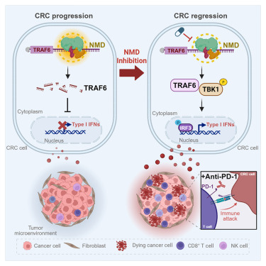 CellRepMed's tweet card. Wang et al. demonstrate that nonsense-mediated mRNA decay (NMD) is abnormally activated in CRC. Inhibiting NMD remodels the tumor microenvironment by activating the TRAF6-TBK1 axis and boosting CD8+...