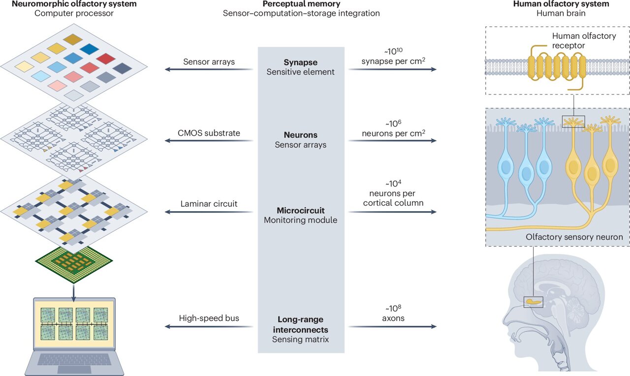 netcomponents's tweet card. After years of trying, the electronic nose is finally making major progress in sensing smells, almost as well as its human counterpart. That is the conclusion of a scientific review into the develo...