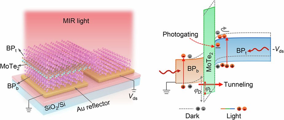 LightSciAppl's tweet card. Light: Science & Applications - A bipolar tunnel heterostructure design is demonstrated that effectively suppresses dark current while facilitating the tunneling of photogenerated carriers,...