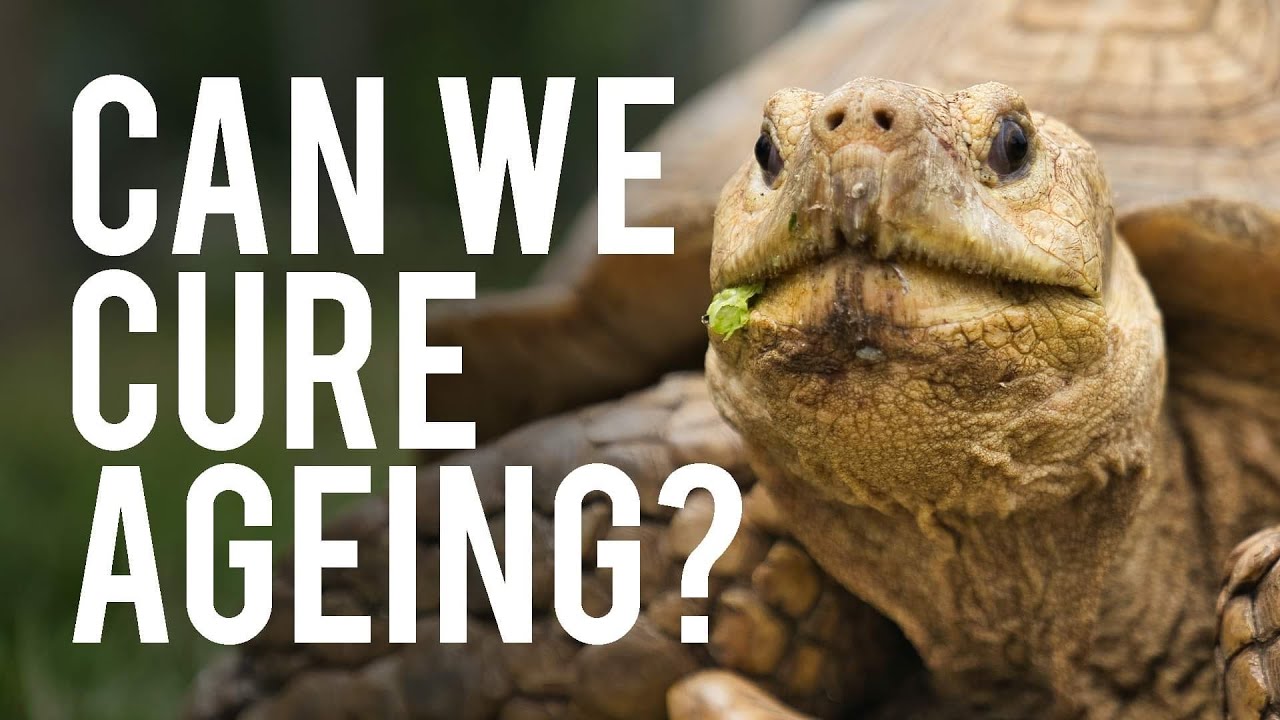 rebelCoderRU's tweet card. Why We Get Old & How We Can Stop It - Dr Andrew Steele | Modern...