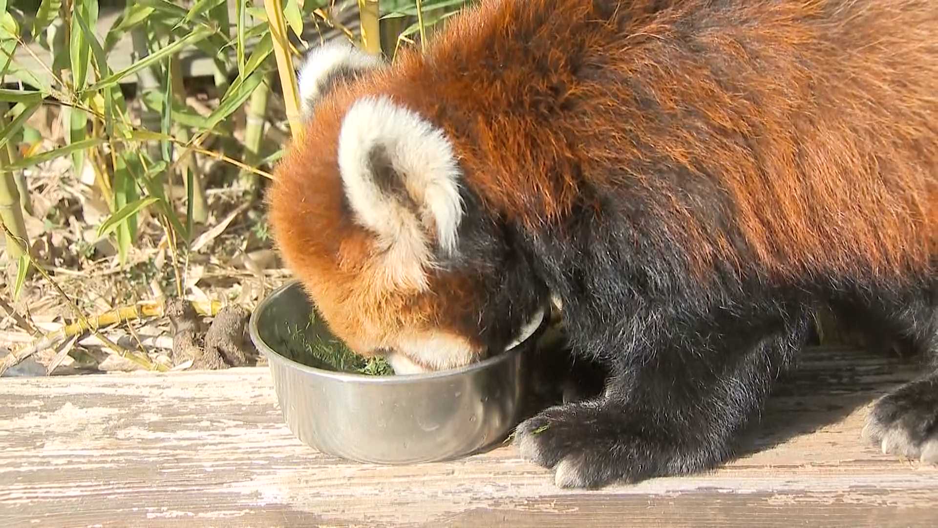 itozu_zoo's tweet card. 高齢化が進んでいるのは、実は私たち人間だけではありません。 医療技術の進歩で、飼育されている動物たちの寿命も大きく延びているといいます。 高齢となった動物たちと向き合う動物園の姿を追いました。