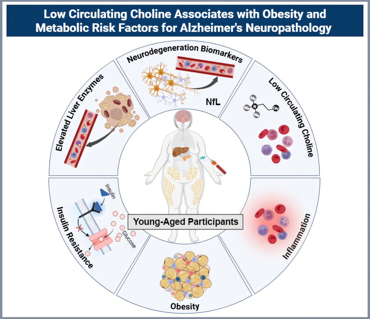 medical_xpress's tweet card. For decades, scientists have known that what harms the body often harms the brain. Conditions such as obesity, high blood pressure and insulin resistance strain the body's vascular and metabolic...