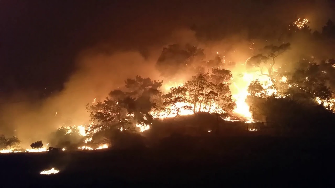 ReflorestarPt's tweet card. 'Burning Dreams'