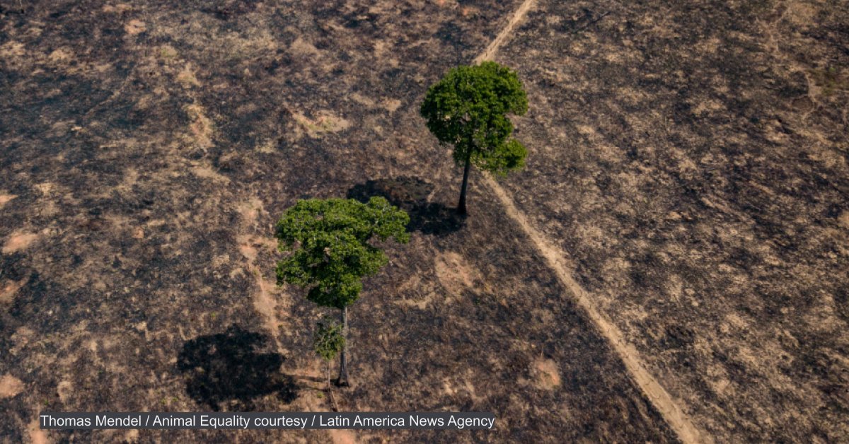 devex's tweet card. Satellite technology is being used to tackle deforestation, but many are looking at enabling wider use. After a surge in deforestation in the Amazon, here's a look at recent developments that may...
