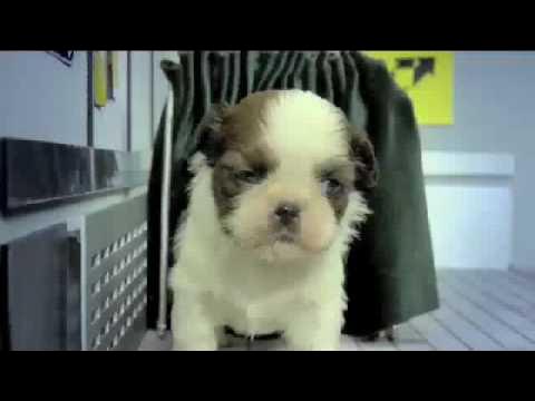 iamwintermute's tweet card. Fuzzy Fuzzy Cute Cute - Parry Gripp