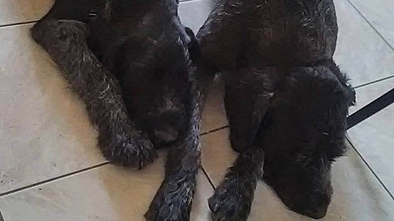 20320Vero's tweet card. Un habitant du Lude (Sarthe) espérait retrouver ses chiens en rentrant de l’hôpital ce mercredi 3 septembre 2025. Mais, disparus depuis un mois, ils n’ont toujours pas été retrouvés.