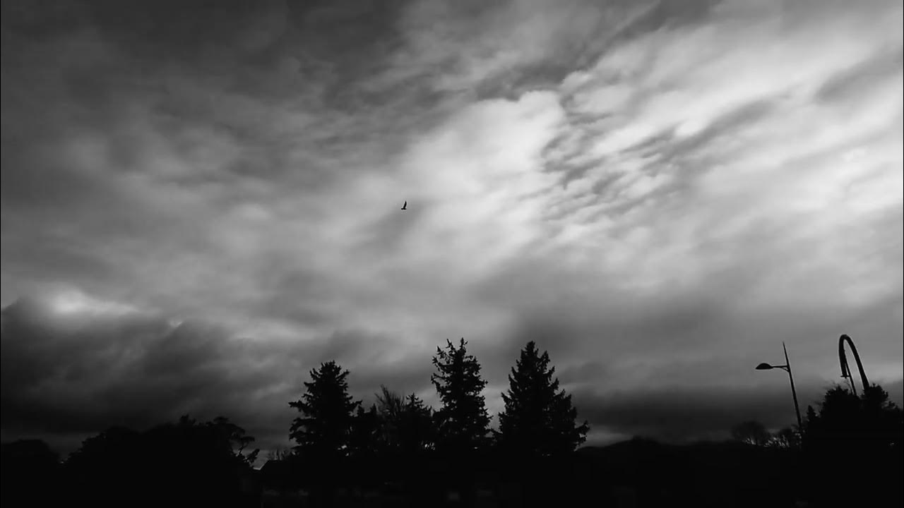 nightly_moth's tweet card. Bob Dylan and his band — Watching the River Flow. Killarney night 2....