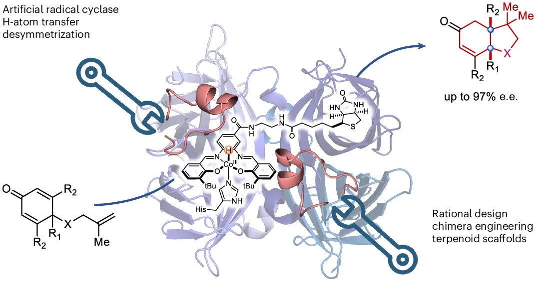 zxchem1's tweet card. Nature Chemistry - Although natural terpenoid cyclases generate polycyclic structures through cationic intermediates, alternative radical cyclization pathways are underexplored. Now an artificial...