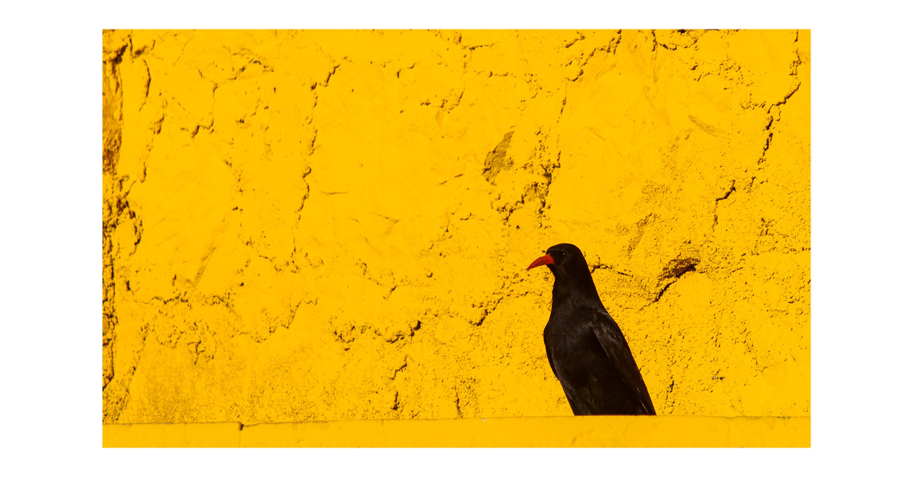 altri_animali's tweet card. Quello della sciampista è un bel mestiere, almeno per me. È un lavoro che mi permette di pensare ai fatti miei. Penso mentre scelgo lo shampoo – normale o per capelli secchi, ristrutturante, arricc...