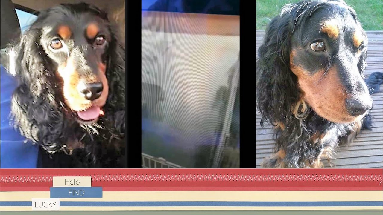 HelpFindLucky's tweet card. Luckie's Story ... PLEASE, Help FIND LUCKY (Luckie) ...