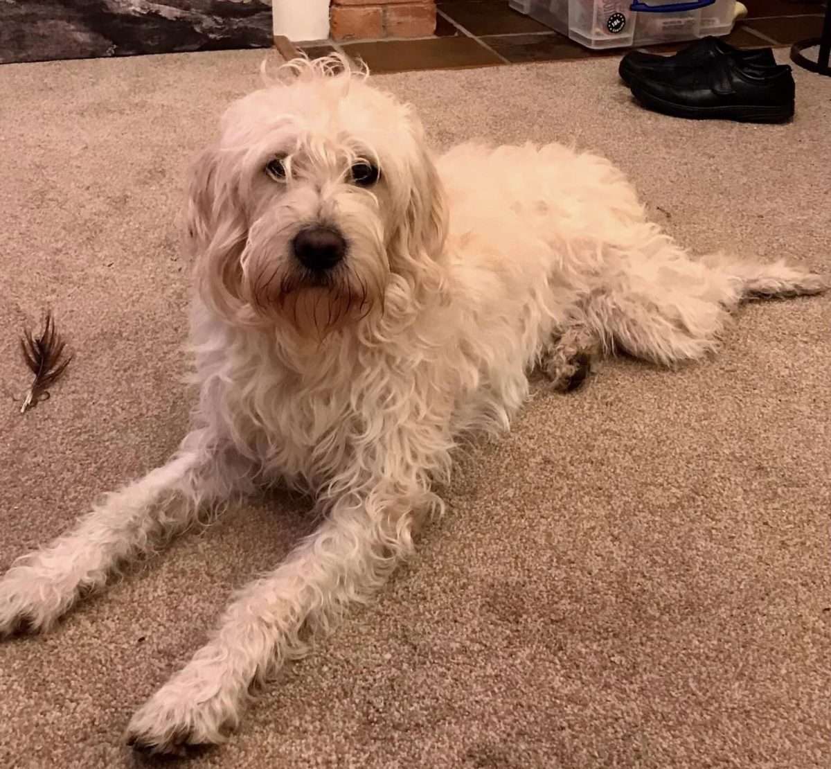 SAMPAuk_'s tweet card. DUE TO AN ISSUE WITH THE MICROCHIP – (fraudulent rip off sites) HE WAS STILL IN THE NAME OF THE. BREEDER. My vets received him 10 minutes after he bolted and called them.