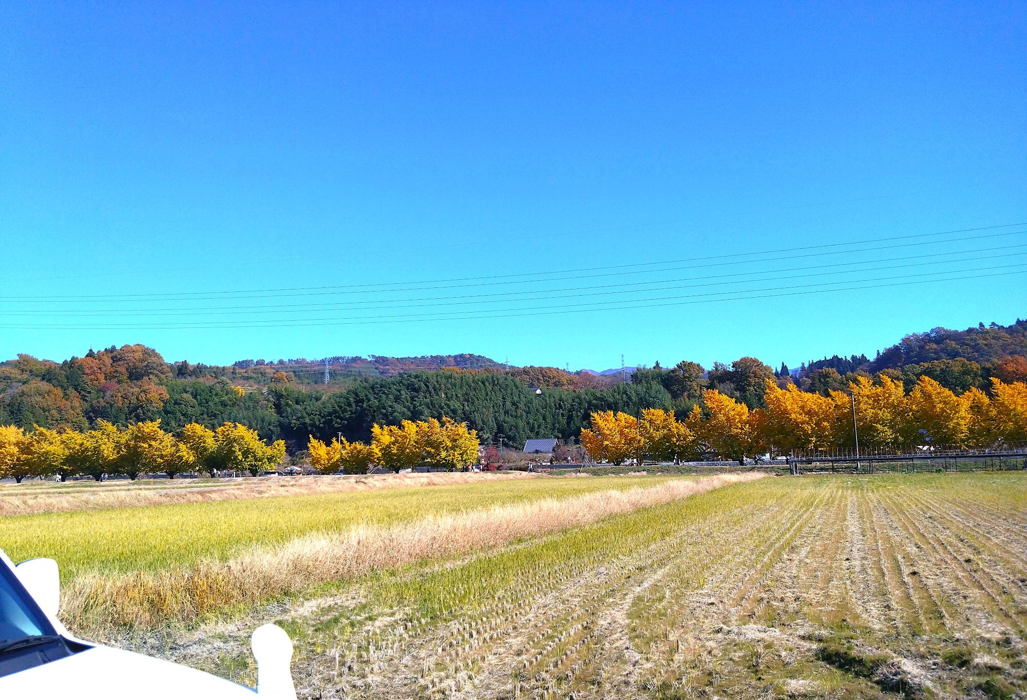 Fuji_reactivity's tweet card. 総務部Yです 中川村渡場(どば)のイチョウ並木　今年もキレイに色づきました 普段　自宅のガレージでホコリをかぶっている　自家用車 気づいたら1ケ月くらい乗っていませんでした・・ 車検を取ったので久しぶりにドライブです ターボの音と背中を押す加速が心地...