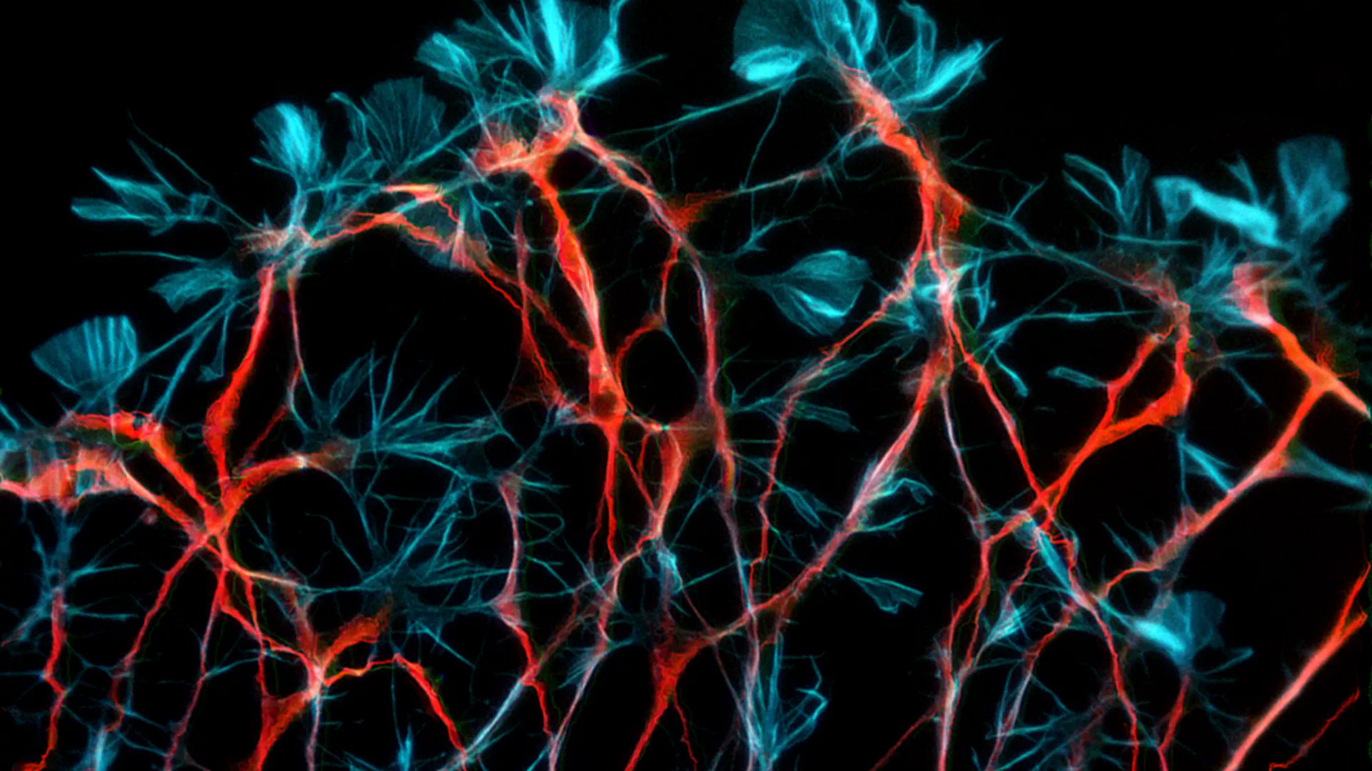 FrontNeurosci's tweet card. Sleep is known to support memory consolidation through a complex interplay of neural dynamics across multiple timescales. Using intracranial EEG (iEEG) recor...