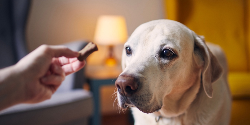 DanielReyes1083's tweet card. Training your Labrador Retriever can be a rewarding experience, and choosing the right treats plays a crucial role in keeping your furry friend engaged,
