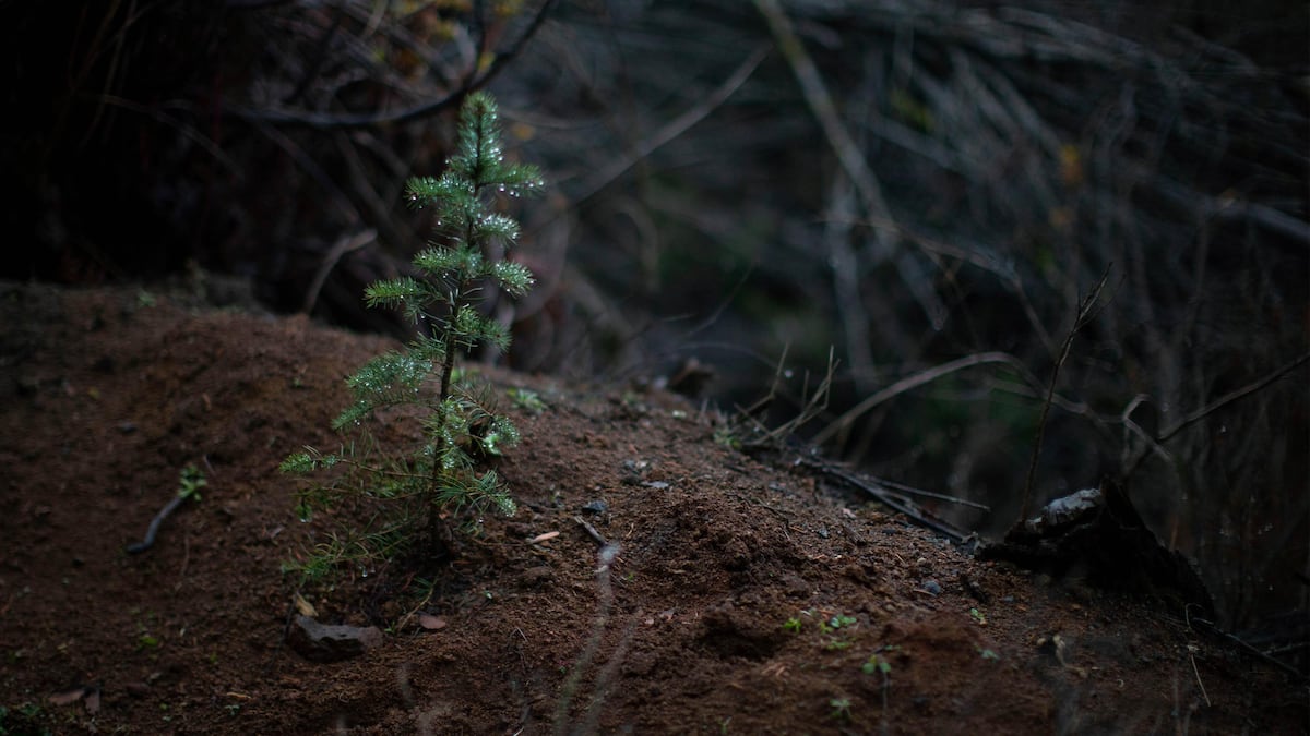 mainsequence's tweet card. Wall Street investment funds took control of Oregon’s private forests. Now, wealthy timber corporations reap the benefits of tax cuts that have cost rural counties billions.
