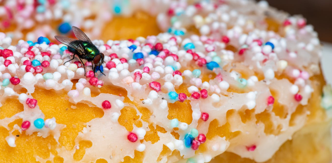 SciencePicard's tweet card. Flies often beat out competitors for food because of their specialized sensing organs called antennae.