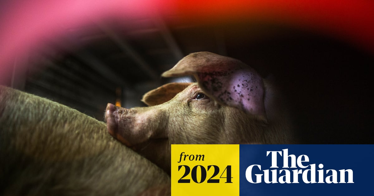 guardianeco's tweet card. Activists in Berkeley, which has no factory farms, hope other cities will follow suit – but not everyone is convinced