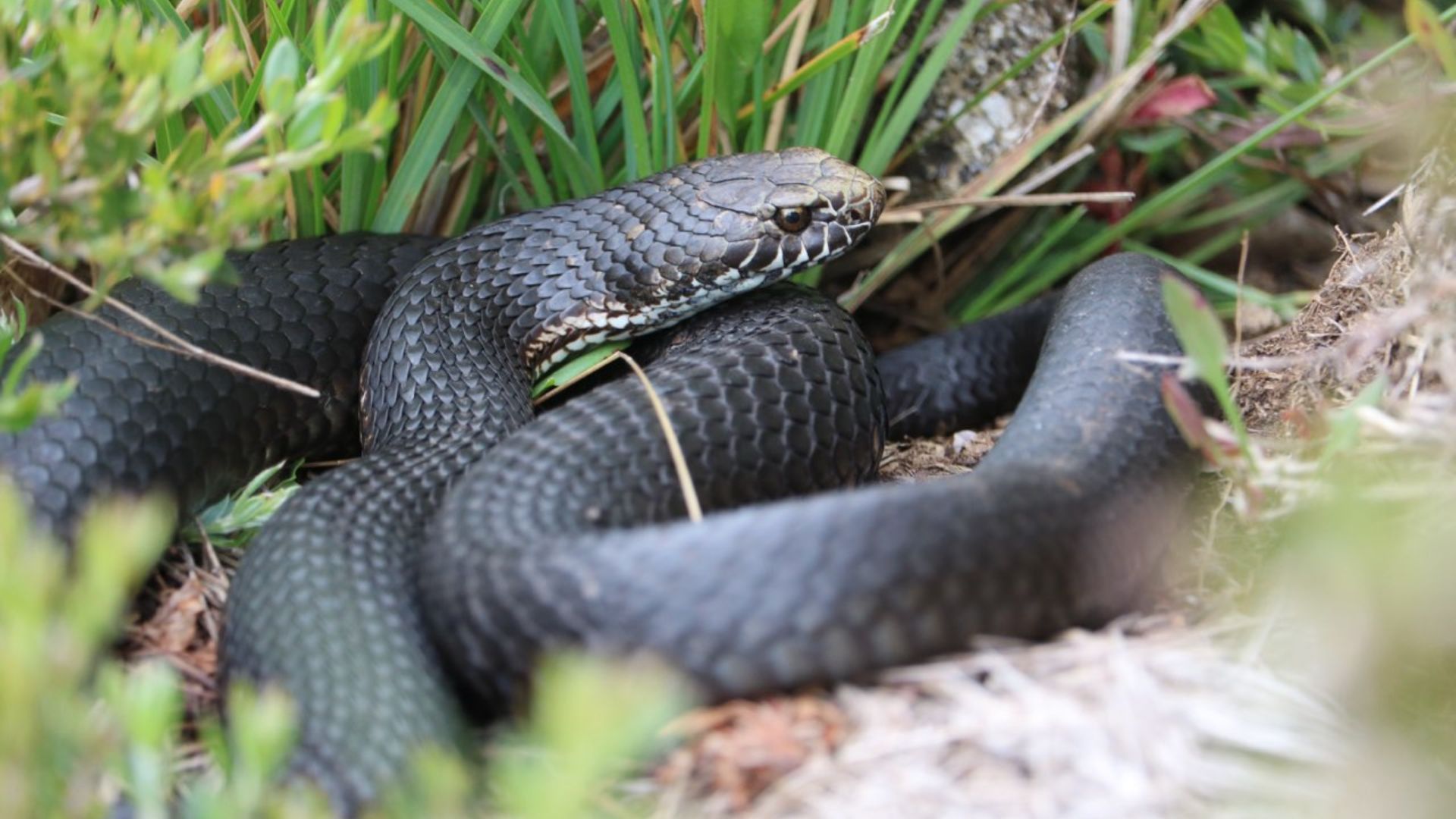 CharlesSturtUni's tweet card. Experts debunk myths about Australian snakes
