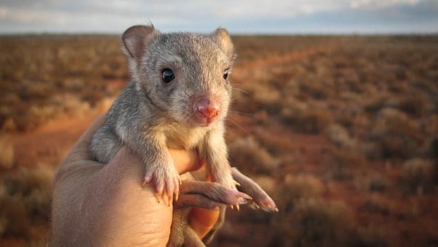 YaleE360's tweet card. An Australian project to help threatened marsupial species adapt to avoid predatory cats is among a host of ‘assisted evolution’ efforts based on the premise that it is no longer enough to protect...