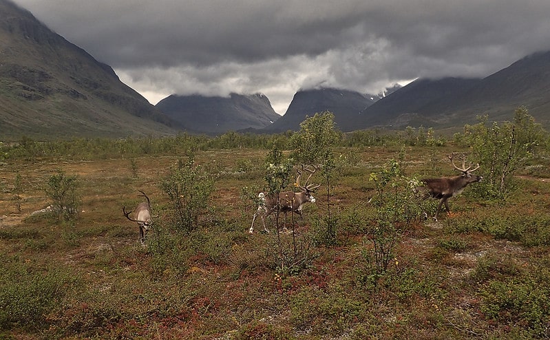 GeoEngMon's tweet card. The HOME campaign welcomes the Swedish Space Corporation (SSC)’s decision to stop the solar geoengineering balloon test flight in response to strong