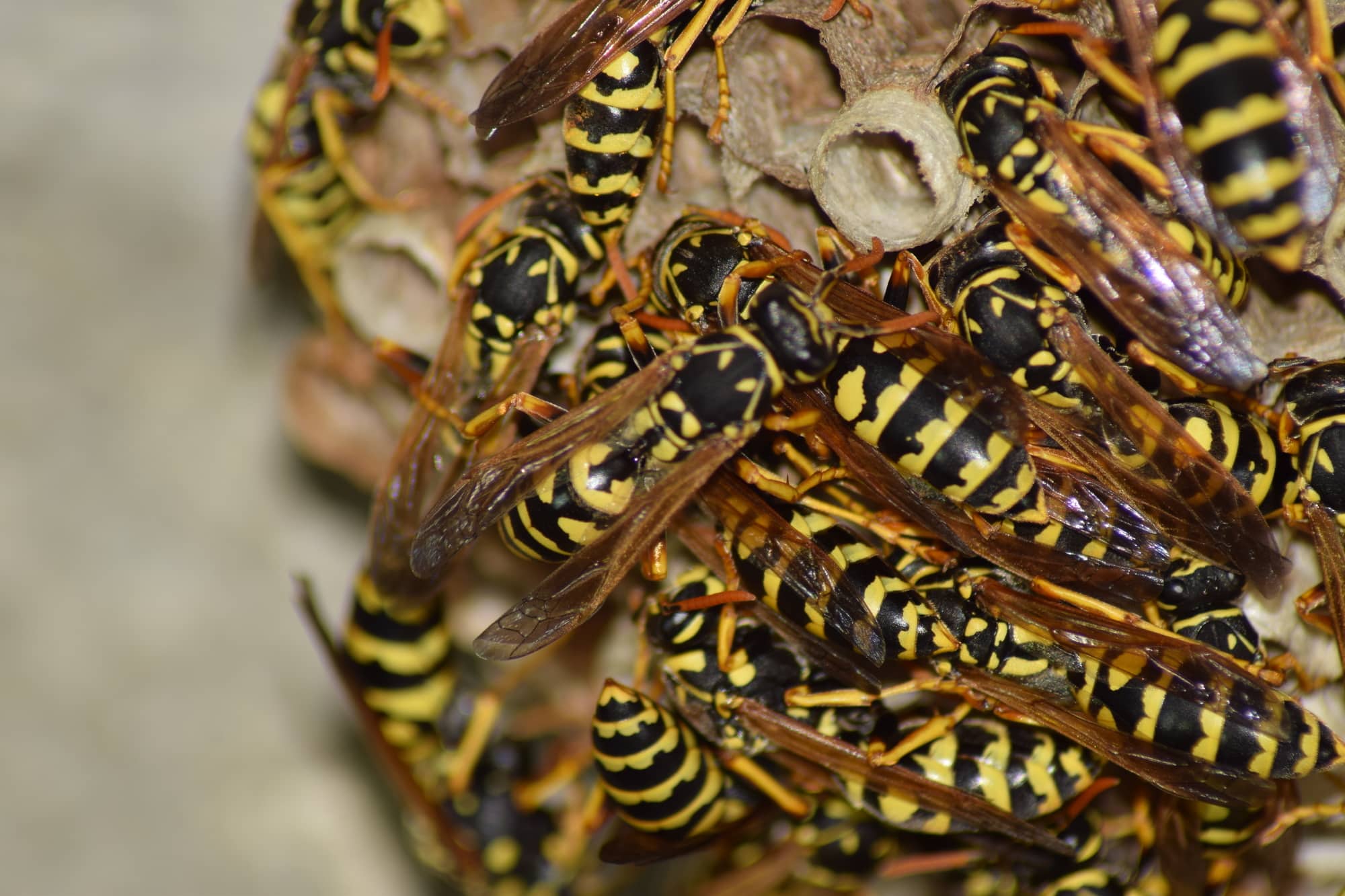 animalofthings's tweet card. Moreso, in this blog post, we will discuss the different types of wasps in Iowa that can be found and their characteristics.