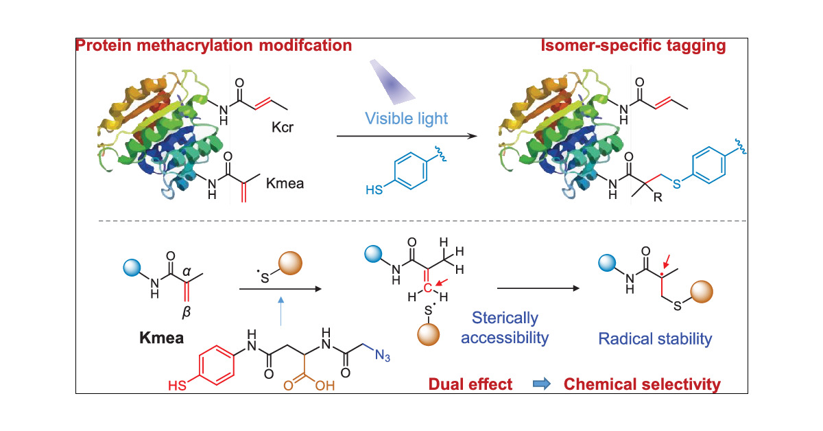 J_A_C_S's tweet card. Protein lysine methacrylation (Kmea) is a recently identified post-translational modification whose biofunction remains poorly understood. Until now, there has been no chemical labeling method for...