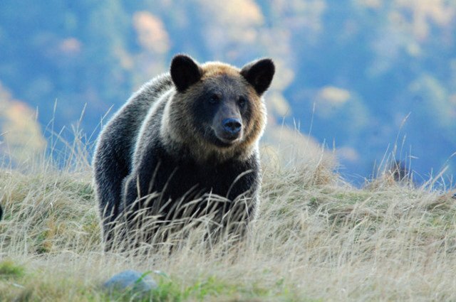 dragoner_JP's tweet card. 　各地で出没し、人を襲う事故も頻発しているクマを撃退するための「クマスプレー」の導入支援を盛り込んだ「対策パッケージ」を、11月14日、政府は公表した。だが、市場には依然として効果が疑問視される商品