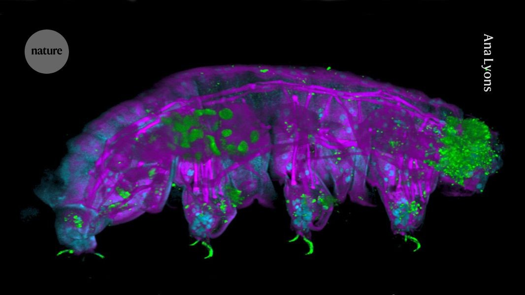 tardigradopedia's tweet card. Nature - For water-bear enthusiasts, it’s the creature’s legs that make it stand out.