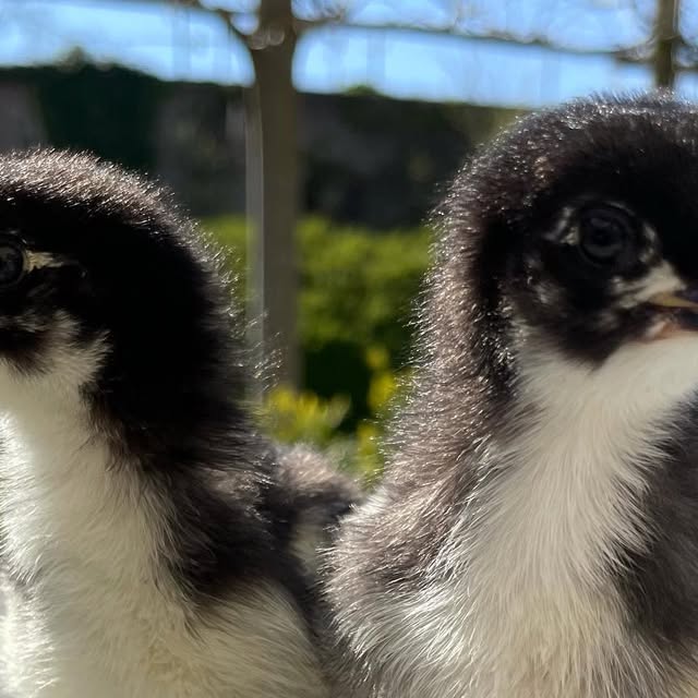 _beInteractive's tweet card. Kris Van Hauwermeiren (@beinteractive) • Instagram photo