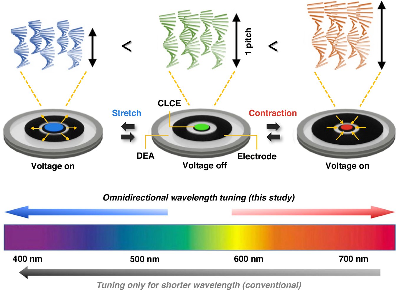 LightSciAppl's tweet card. Light: Science & Applications - Chiral liquid crystal elastomers advance light modulation