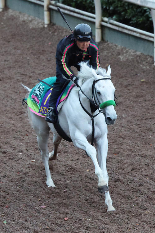 goku_uma's tweet card. 富士S覇者ガイアフォース（牡6、杉山晴）は栗東の坂路を抜群の動きで駆け上がった。馬なりで4ハロン55秒0－12秒4をマークし、芦毛の馬体をパワフルに動かした。… - 日刊スポーツ新聞社のニュースサイト、ニッカンスポーツ・コム（nikkansports.com）