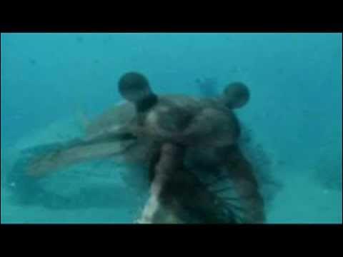 infrarae's tweet card. Tribute to anomalocaris