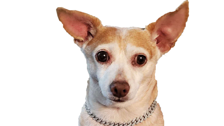 calikingz01's tweet card. On November 15th, 2025, our little man Sinbad passed away suddenly due to… Deneisha Simpson needs your support for Help Cover Sinbad's Vet and Cremation Costs