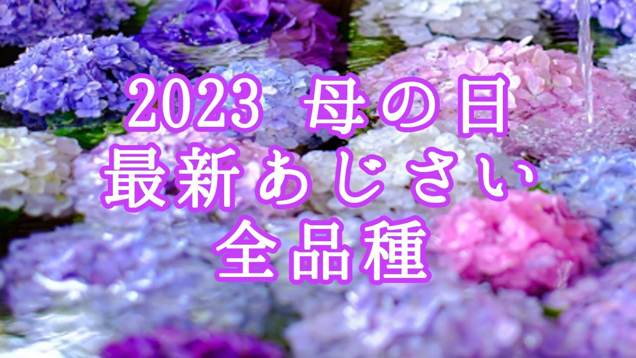 kaopustore's tweet card. さかもと園芸あじさい新品種2023　品種名が決まりました！