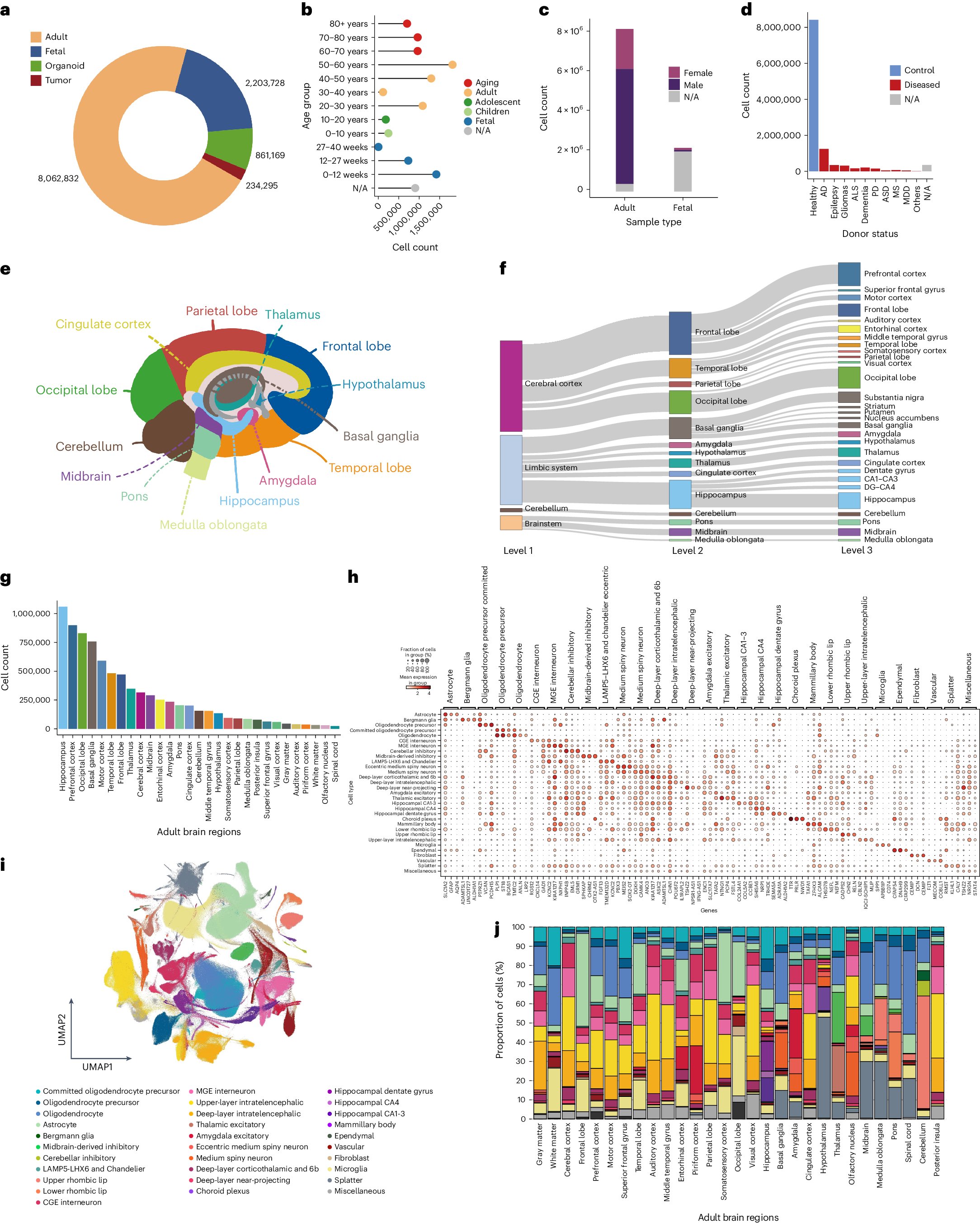 juhyunk_'s tweet card. Nature Medicine - A single-cell transcriptomic study from the Human Cell Atlas integrating over 11 million brain cells from 70 studies uncovers differences across human brain regions and identifies...