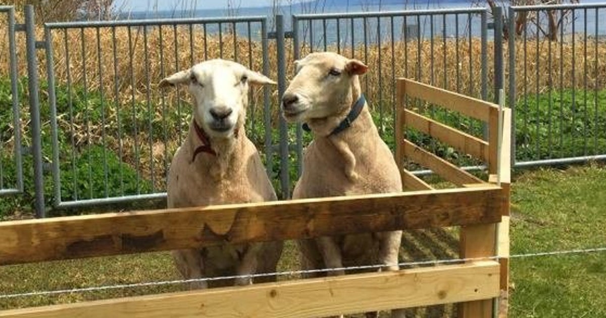 robeo_reacto's tweet card. 「割とホワイトな環境」「これより条件が悪い人間もいっぱいいるだろうな」といった声も。