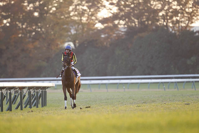 netkeiba's tweet card. 　2012年に牝馬三冠を達成するなど、GI・7勝を挙げたジェンティルドンナ(牝16)が25日に死亡した。サンデーサラブレッドクラブが26日、公式サイトで発表した。　同馬は父ディープインパクト、母ドナブ… No.1競馬情報サイト「netkeiba」の競馬ニュース。