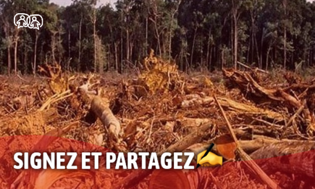 Esprit10Libre's tweet card. Nature et environnement - Signez la pétition : Arrêtons la déforestation en Amazonie !