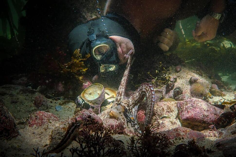 ReptileEnc's tweet card. “My Octopus Teacher,” the tale of an eight-limbed creature and her human companion, has won the Oscar for best documentary.