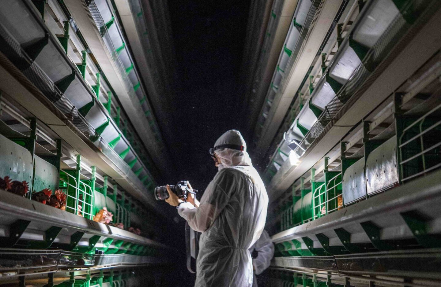 Sentient_Media's tweet card. Former undercover investigator Scott David examines the risks and implications of “ag-gag" laws that punish anyone who releases evidence of animal cruelty inside farms and slaughterhouses.