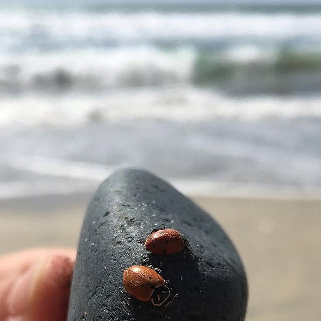 EncinitasNotary's tweet card. Encinitas Mobile Notary (@encinitasmobilenotary) • Instagram photo