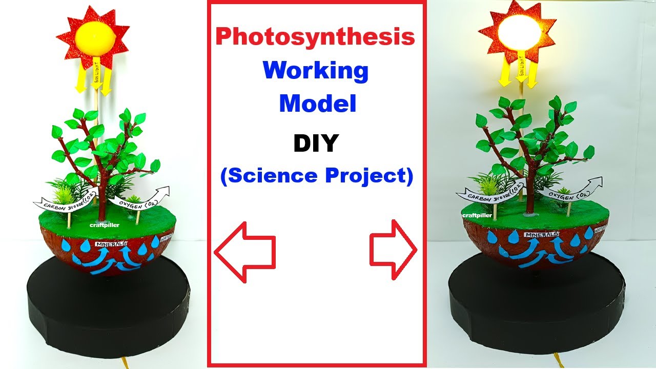 howtofunda's tweet card. photosynthesis working model for science project exhibition - diy -...