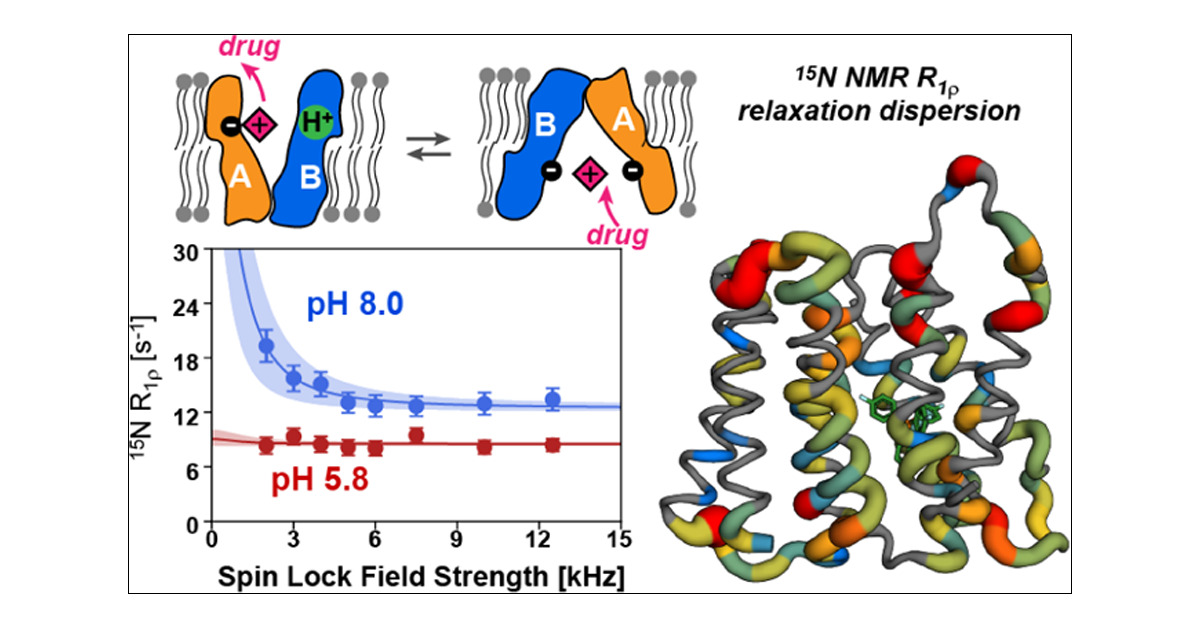 J_A_C_S's tweet card. The bacterial transporter EmrE is a homo-dimeric membrane protein that effluxes cationic polyaromatic substrates against the concentration gradient by coupling to proton transport. As the archetype...
