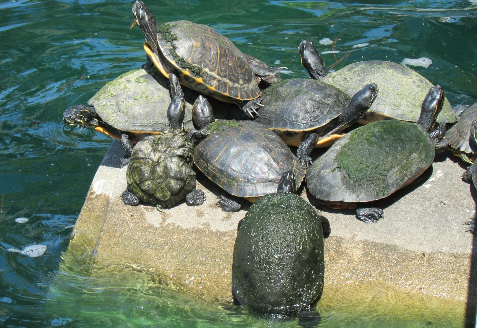 AnalyticsHour's tweet card. Did you know that, upon closer inspection, many a statistical test will reveal that "it’s just a linear model" (#IJALM)? That wound up being a key point that our go-to statistician, Chelsea Parlett...