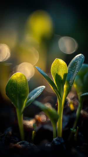 on_lockscreen's tweet card. Download this high-quality Seedling Morning Glow wallpaper for your iPhone lock screen. A luminous seedling macro perfect for 4K iPhone wallpaper - dewy green sprouts lit by warm golden bokeh....