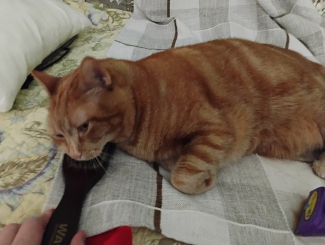 HowellWave's tweet card. Wednesday, November 25, 2025 Daphne: Hear (hear…hear) Me (me…me) Human (an…an).  I (I…I) am the Energy Oracle (el…el)! To attain enlightenment, you must brush me (me&#…