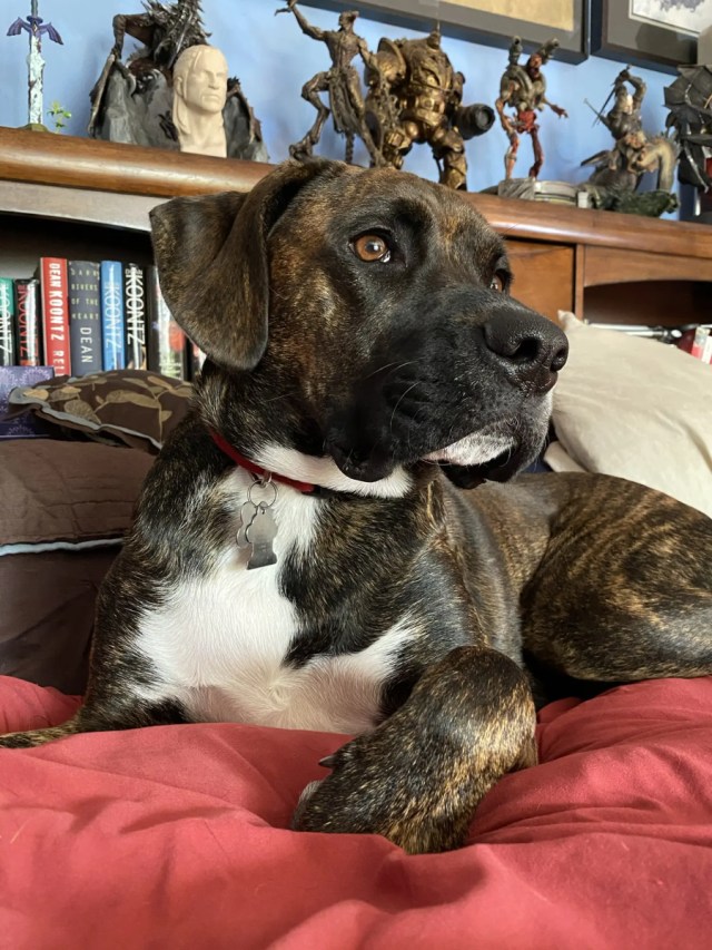 OneToadPhoto's tweet card. “The Bed That Was Mine” Dear Diary, Sometimes, when the chaos of this house swirls around me—Reggie bouncing, Arya snoring, Bellatrix plotting—I close my eyes and drift into a memory. A beautiful, …